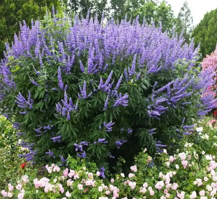 6種「北方花」,漂亮耐風寒,花園種一棵,能活幾十年