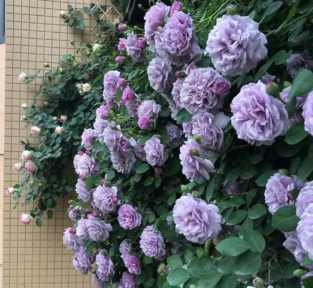 6種「北方花」,漂亮耐風寒,花園種一棵,能活幾十年