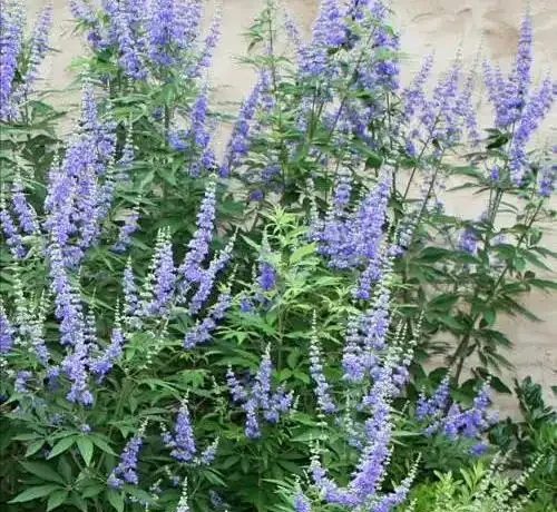 6種「北方花」,漂亮耐風寒,花園種一棵,能活幾十年