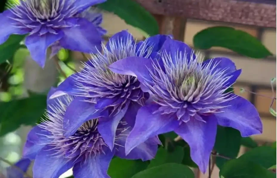 6種「北方花」,漂亮耐風寒,花園種一棵,能活幾十年