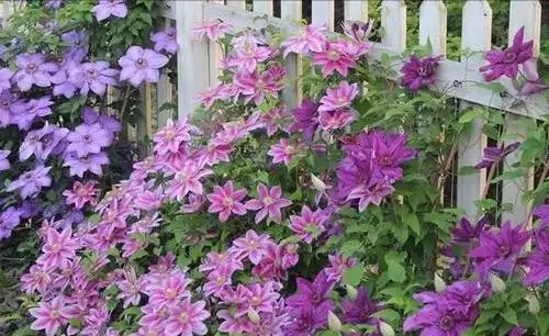 6種「北方花」,漂亮耐風寒,花園種一棵,能活幾十年