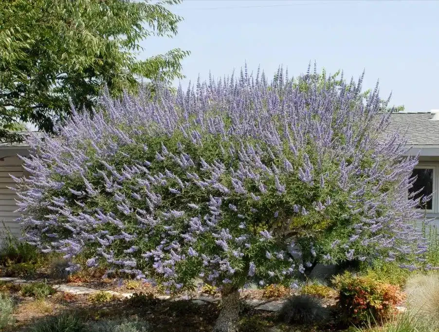 6種「北方花」,漂亮耐風寒,花園種一棵,能活幾十年
