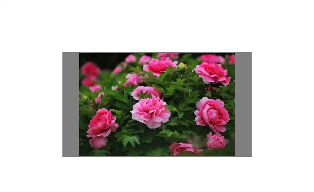 6種「北方花」,漂亮耐風寒,花園種一棵,能活幾十年