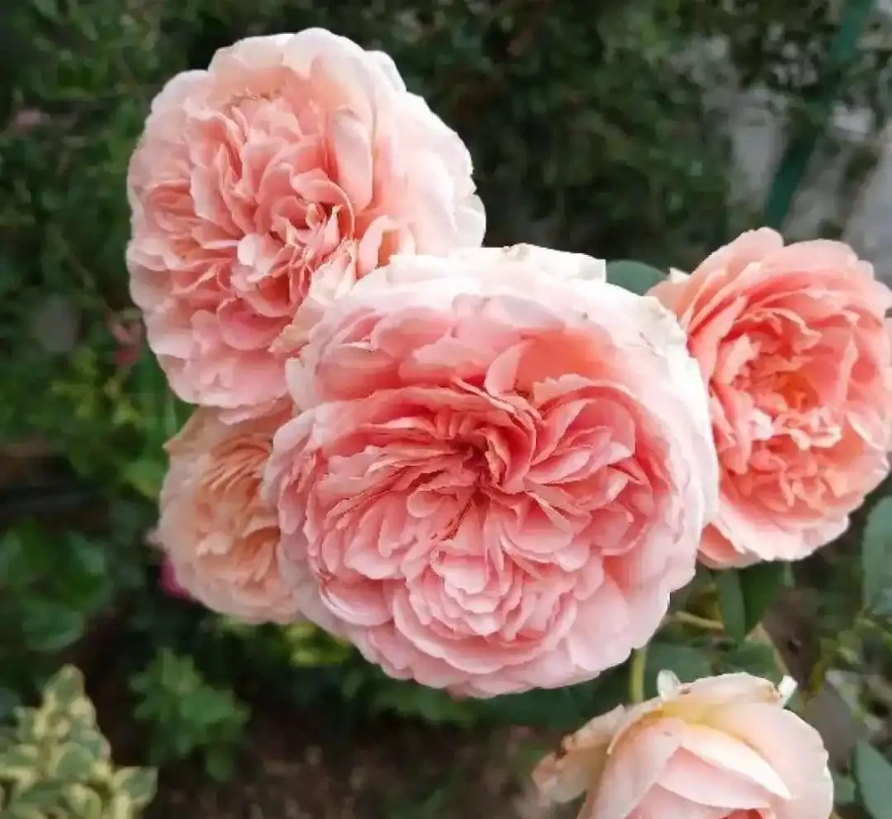 6種「北方花」,漂亮耐風寒,花園種一棵,能活幾十年