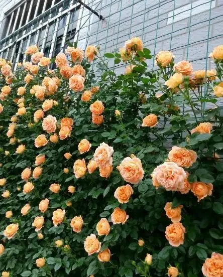 6種「北方花」,漂亮耐風寒,花園種一棵,能活幾十年