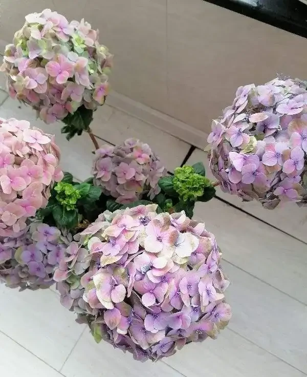 6種「北方花」,漂亮耐風寒,花園種一棵,能活幾十年