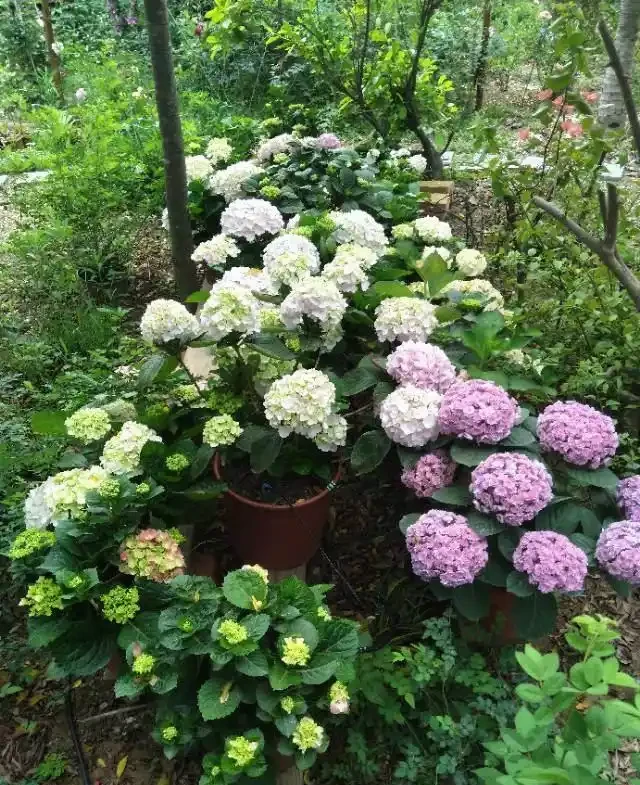 6種「北方花」,漂亮耐風寒,花園種一棵,能活幾十年