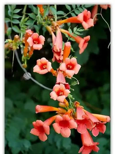 6種「北方花」,漂亮耐風寒,花園種一棵,能活幾十年