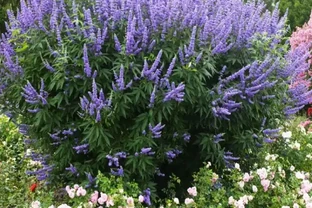 6種「北方花」，漂亮耐風寒，花園種一棵，能活幾十年