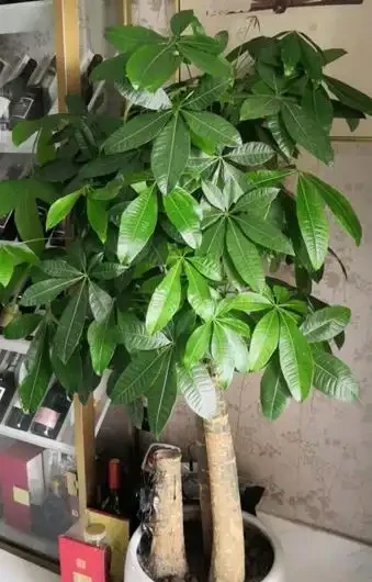 大型發財樹如果是園土栽種,教你室內換盆「技巧」,學會才不腐根