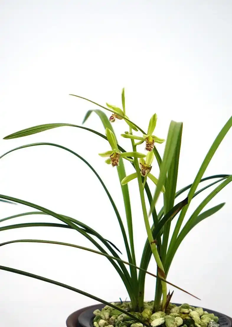 蘭花葉尖發黑乾枯是什麼原因?如何解決?