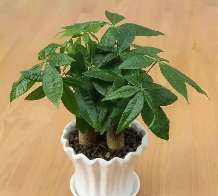 招財樹室內掉葉不用怕,正確處理,葉片油亮光澤