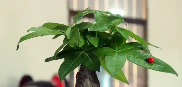 招財樹室內掉葉不用怕,正確處理,葉片油亮光澤