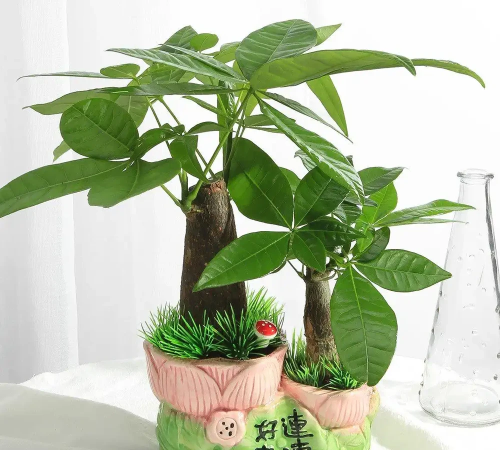 招財樹室內掉葉不用怕,正確處理,葉片油亮光澤