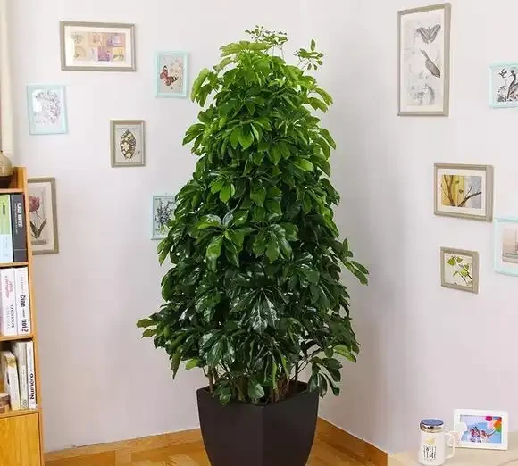 招財樹室內掉葉不用怕,正確處理,葉片油亮光澤