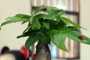 招財樹室內掉葉不用怕，正確處理，葉片油亮光澤