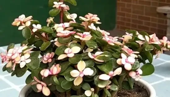 7種寓意「旺財」的花，適合養家裡，看著就有好兆頭