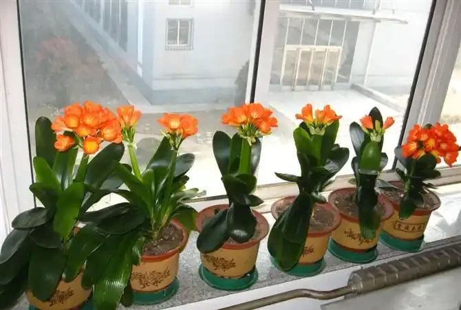 7種寓意「旺財」的花，適合養家裡，看著就有好兆頭