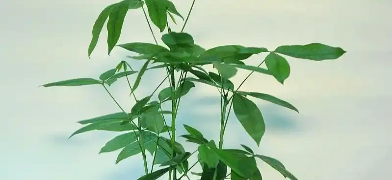 發財樹葉子發蔫下垂,和四個方面有關,做好後葉肥苗壯長得好