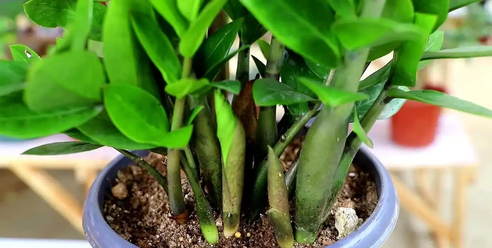7種寓意「旺財」的花，適合養家裡，看著就有好兆頭