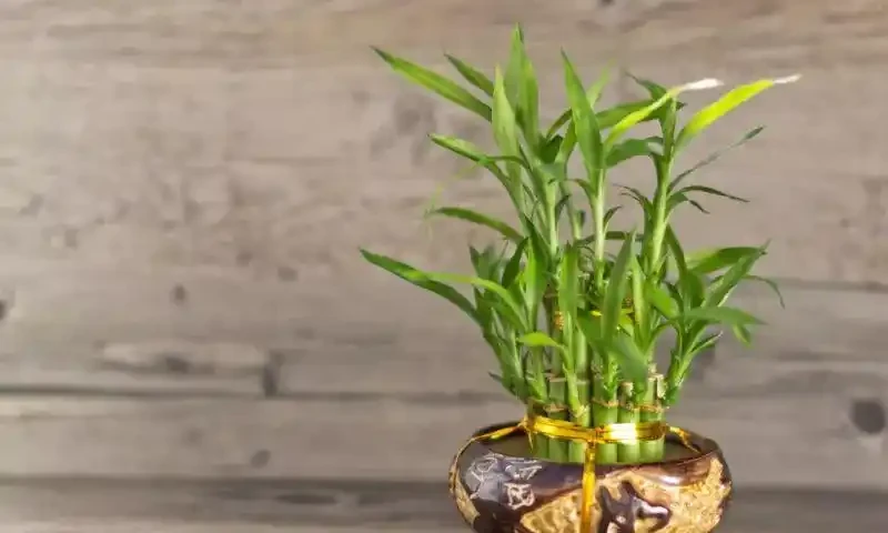 7種寓意「旺財」的花，適合養家裡，看著就有好兆頭