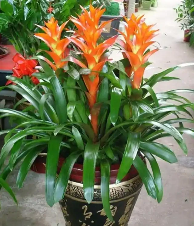 7種寓意「旺財」的花，適合養家裡，看著就有好兆頭