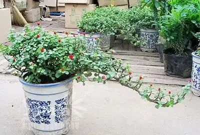 7種寓意「旺財」的花，適合養家裡，看著就有好兆頭