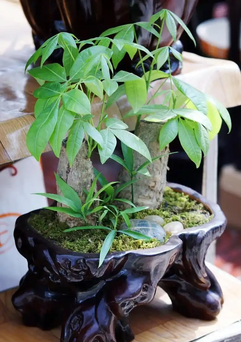 發財樹葉子發蔫下垂,和四個方面有關,做好後葉肥苗壯長得好