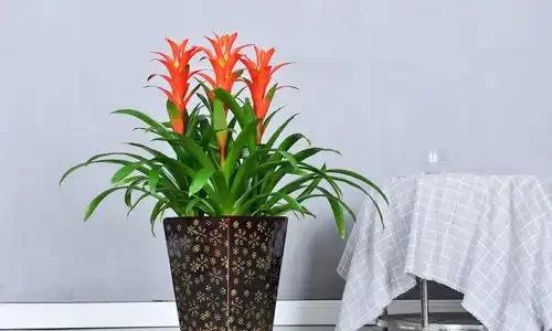 7種寓意「旺財」的花，適合養家裡，看著就有好兆頭