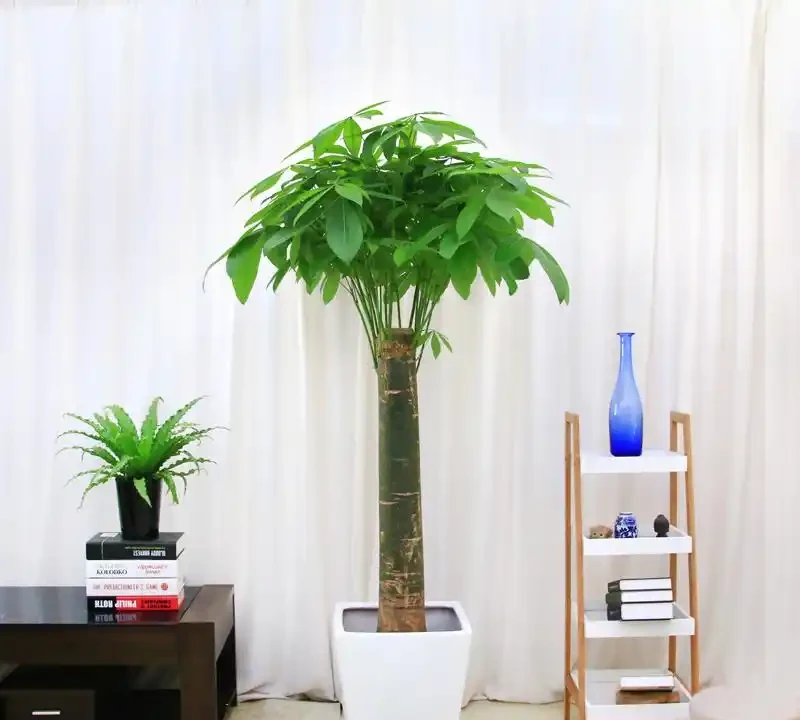 7種寓意「旺財」的花，適合養家裡，看著就有好兆頭