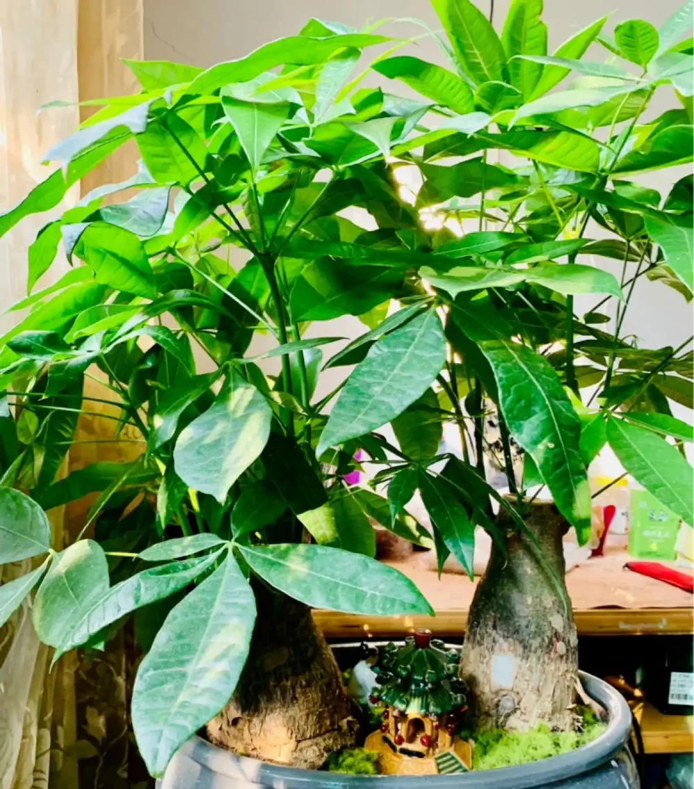 7種寓意「旺財」的花，適合養家裡，看著就有好兆頭