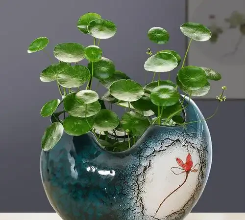 7種寓意「旺財」的花，適合養家裡，看著就有好兆頭