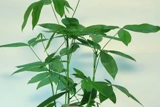 發財樹葉子發蔫下垂，和四個方面有關，做好後葉肥苗壯長得好