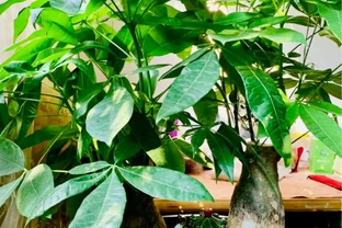 7種寓意「旺財」的花，適合養家裡，看著就有好兆頭