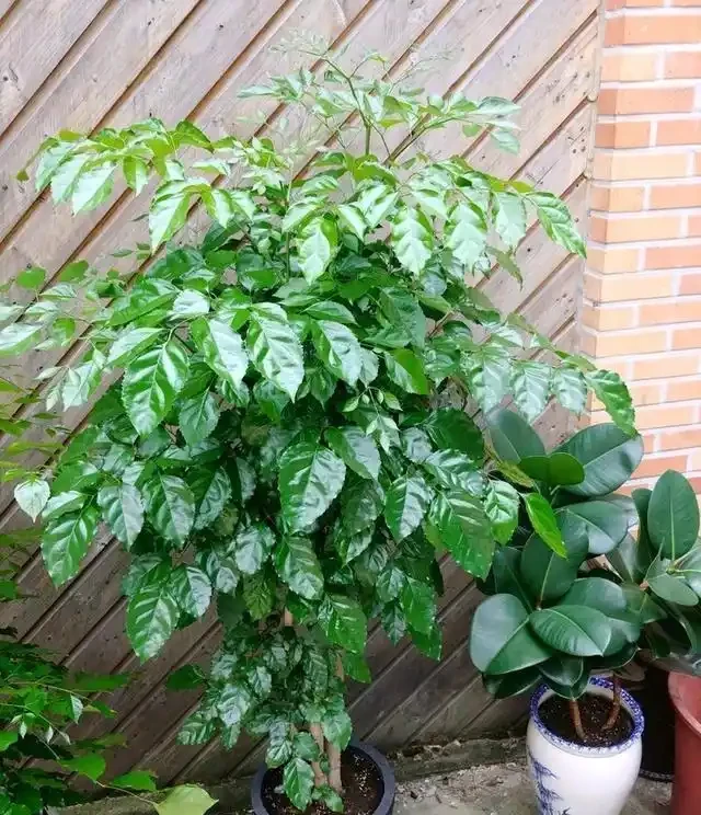 幸福樹幹枯了,不再青翠可愛,怎樣復活它呢?