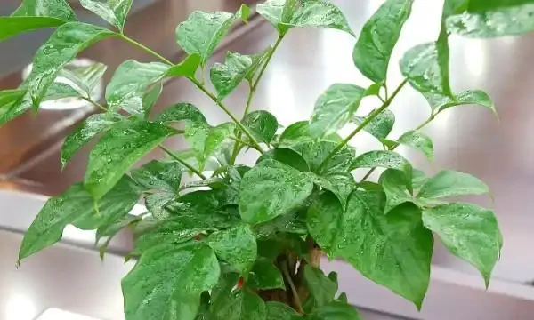 乾枯的幸福樹咋復活,剪枝施肥,使幸福樹煥發生機