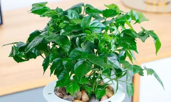 乾枯的幸福樹咋復活,剪枝施肥,使幸福樹煥發生機