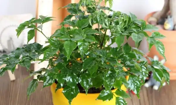 乾枯的幸福樹咋復活,剪枝施肥,使幸福樹煥發生機