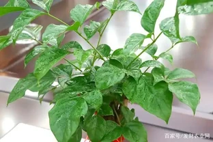 乾枯的幸福樹咋復活，剪枝施肥，使幸福樹煥發生機