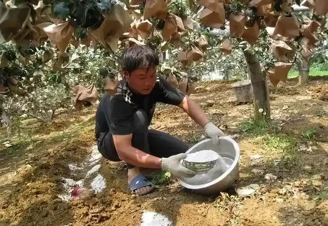 讓樹木快速生長的肥料有哪些?怎樣讓樹木快速生長呢?