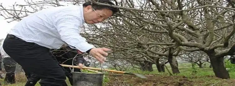 讓樹木快速生長的肥料有哪些?怎樣讓樹木快速生長呢?