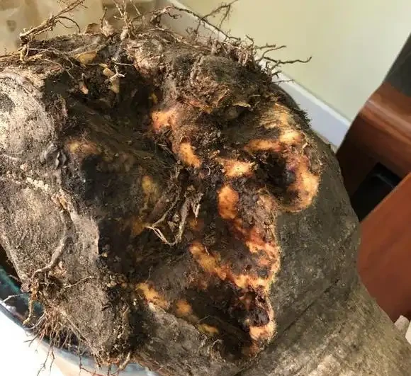 發財樹根系腐爛,莖部軟了怎麼救治?