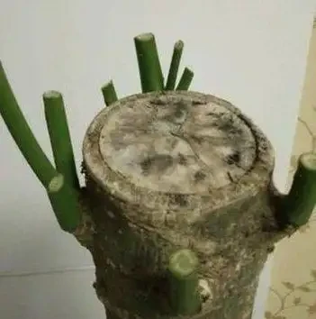 發財樹根系腐爛,莖部軟了怎麼救治?