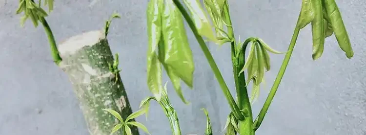 發財樹根系腐爛,莖部軟了怎麼救治?