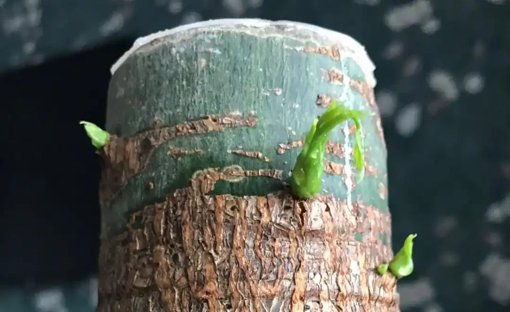 發財樹根系腐爛,莖部軟了怎麼救治?