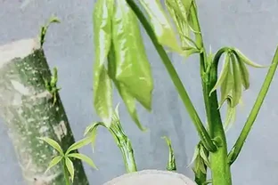 發財樹根系腐爛，莖部軟了怎麼救治？