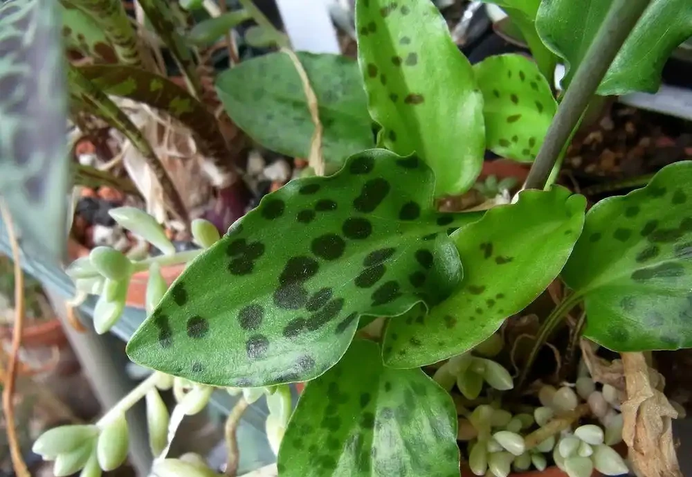 葉子長滿黑色斑點的油點百合,適合新手的球根花卉,葉子比花好看