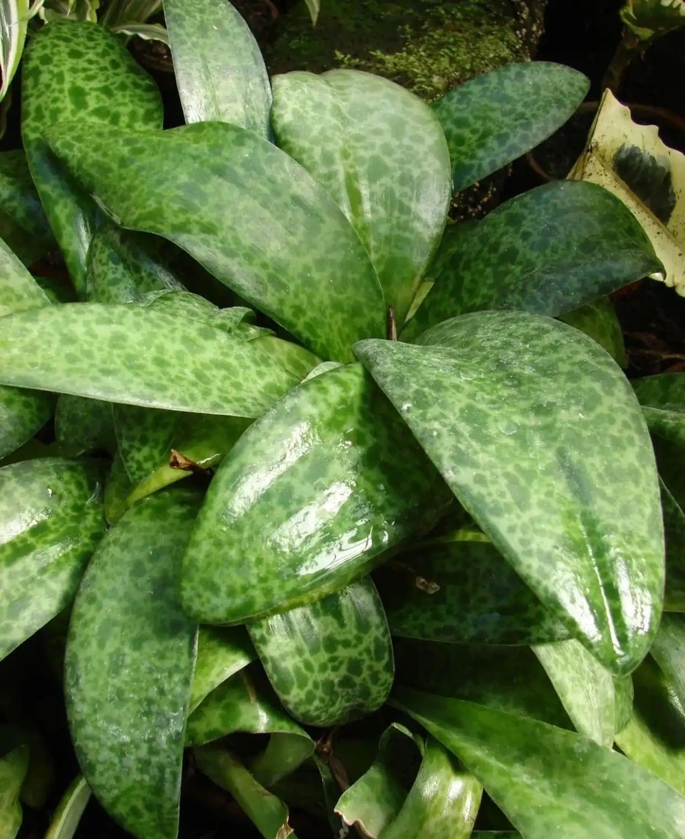 葉子長滿黑色斑點的油點百合,適合新手的球根花卉,葉子比花好看