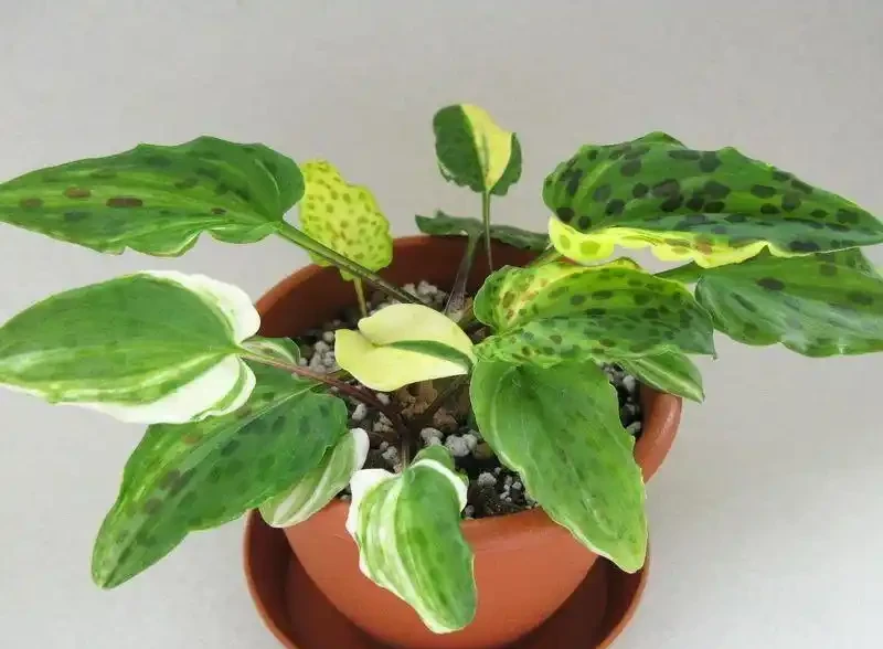 葉子長滿黑色斑點的油點百合,適合新手的球根花卉,葉子比花好看