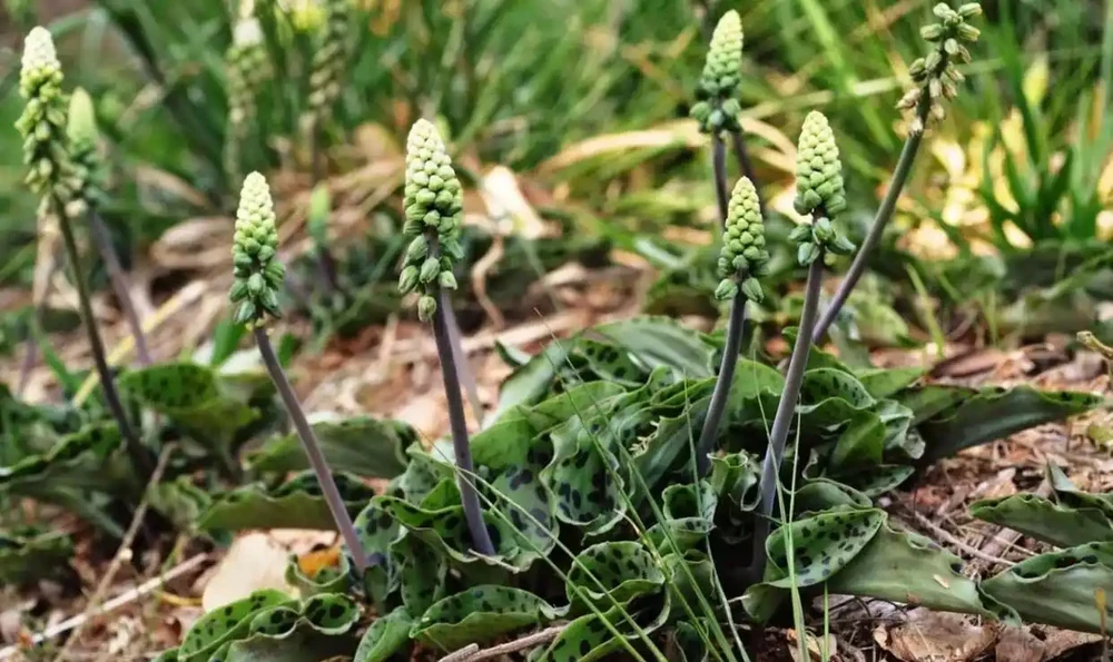 葉子長滿黑色斑點的油點百合,適合新手的球根花卉,葉子比花好看